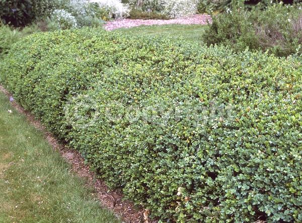 Green blooms; Evergreen