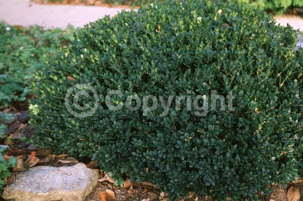 Green blooms; Evergreen