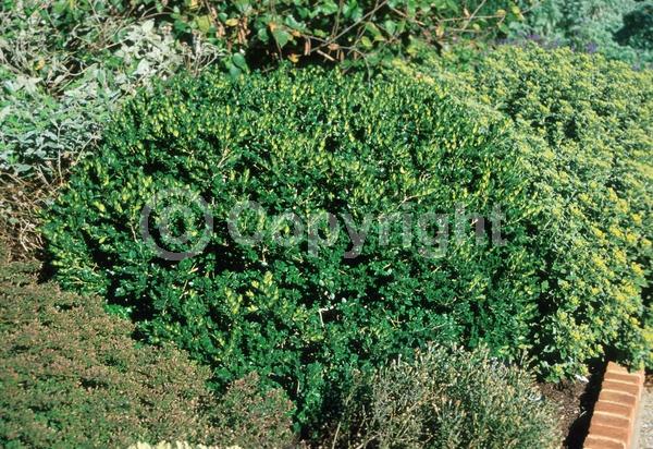 Green blooms; Evergreen