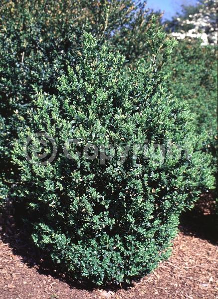 Green blooms; Evergreen; Needles or needle-like leaf