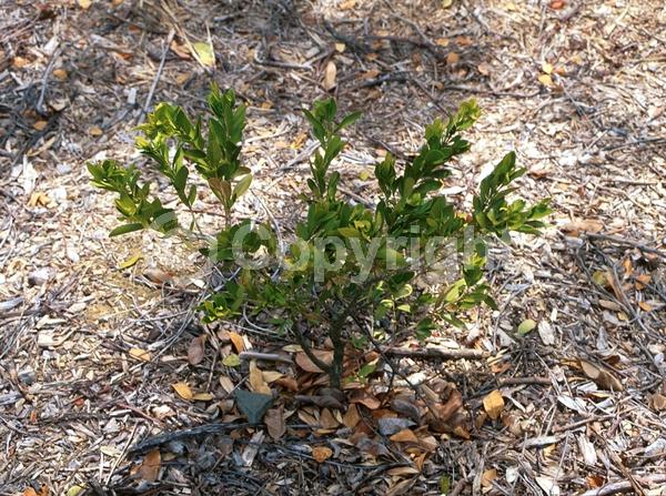 Green blooms; Evergreen; Needles or needle-like leaf