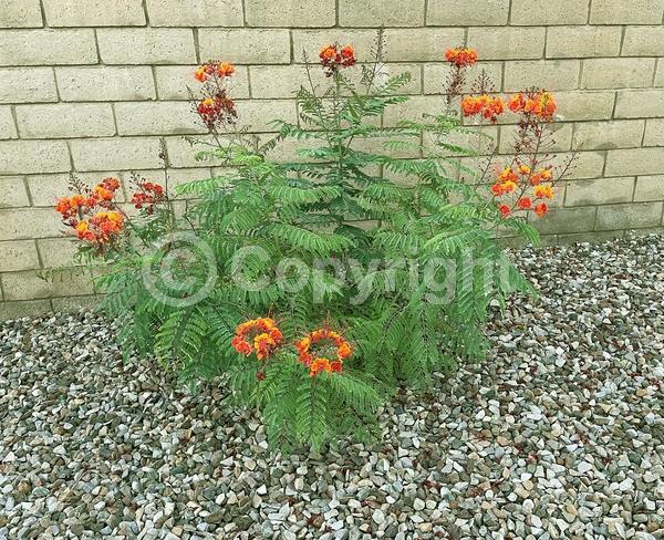 Red blooms; Orange blooms; Yellow blooms; Evergreen; Needles or needle-like leaf