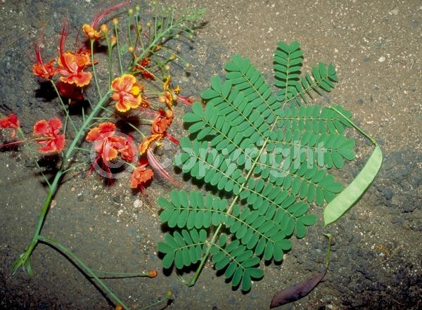 Red blooms; Orange blooms; Yellow blooms; Evergreen; Needles or needle-like leaf