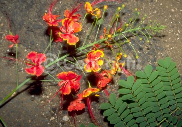 Red blooms; Orange blooms; Yellow blooms; Evergreen; Needles or needle-like leaf