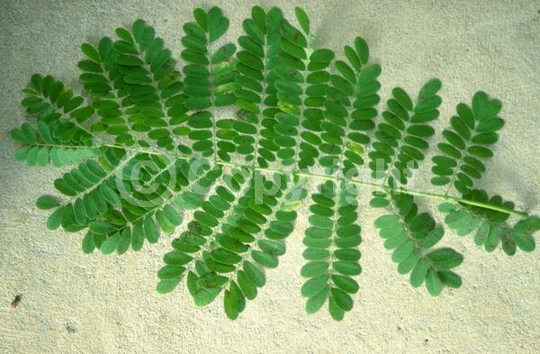 Red blooms; Orange blooms; Yellow blooms; Evergreen; Needles or needle-like leaf