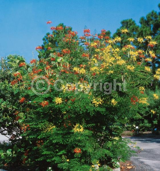 Red blooms; Orange blooms; Yellow blooms; Evergreen; Needles or needle-like leaf