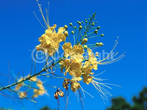 Red blooms; Orange blooms; Yellow blooms; Evergreen; Needles or needle-like leaf