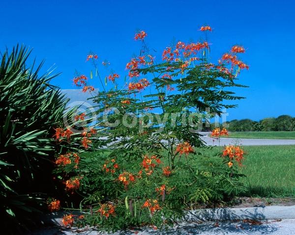Red blooms; Orange blooms; Yellow blooms; Evergreen; Needles or needle-like leaf