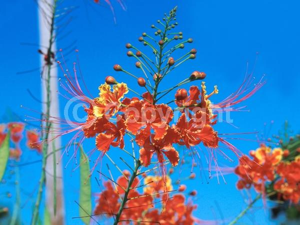 Red blooms; Orange blooms; Yellow blooms; Evergreen; Needles or needle-like leaf