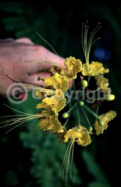 Yellow blooms; Evergreen; Needles or needle-like leaf