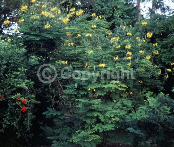 Yellow blooms; Evergreen; Needles or needle-like leaf