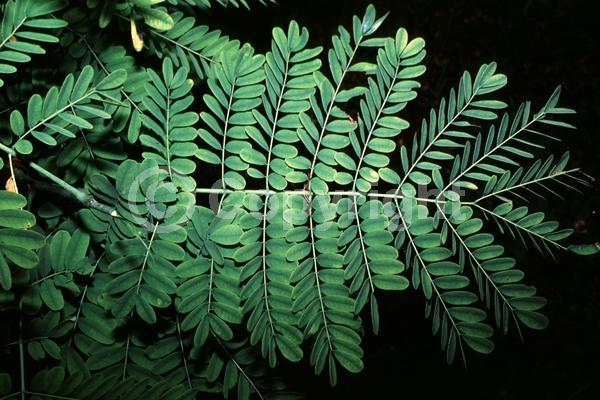 Yellow blooms; Evergreen; Needles or needle-like leaf