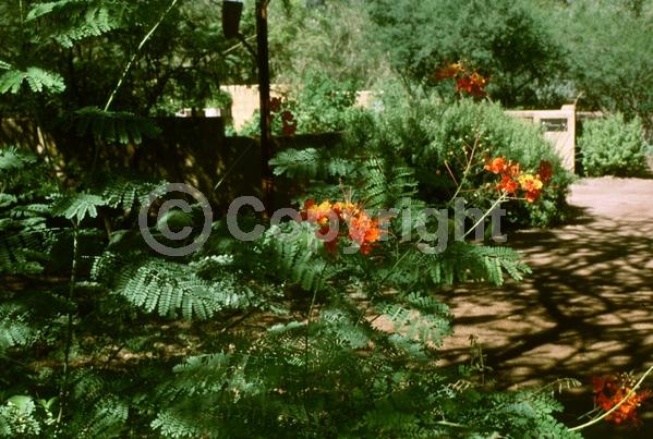 Red blooms; Orange blooms; Yellow blooms; Evergreen; Needles or needle-like leaf