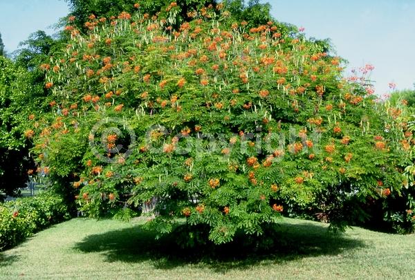 Red blooms; Orange blooms; Yellow blooms; Evergreen; Needles or needle-like leaf