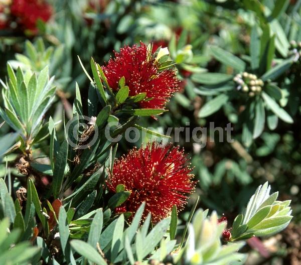 Red blooms; Evergreen