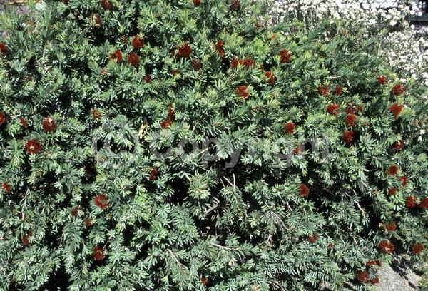 Red blooms; Evergreen