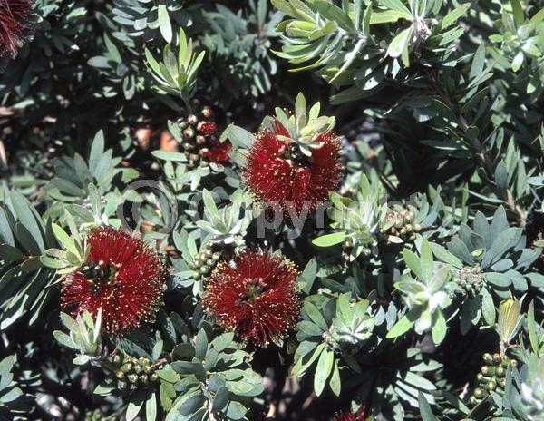 Red blooms; Evergreen
