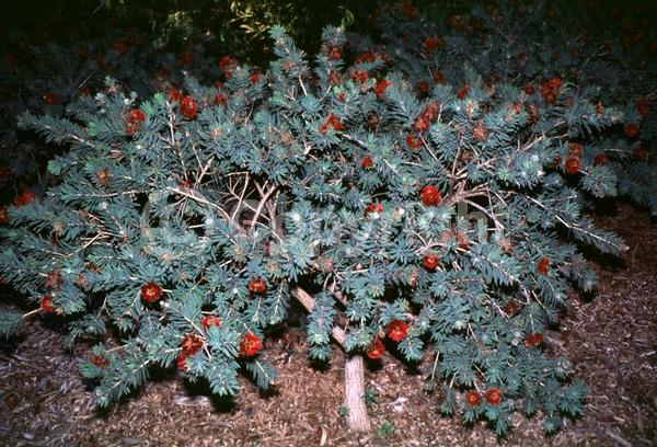 Red blooms; Evergreen