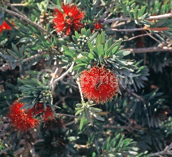 Red blooms; Evergreen