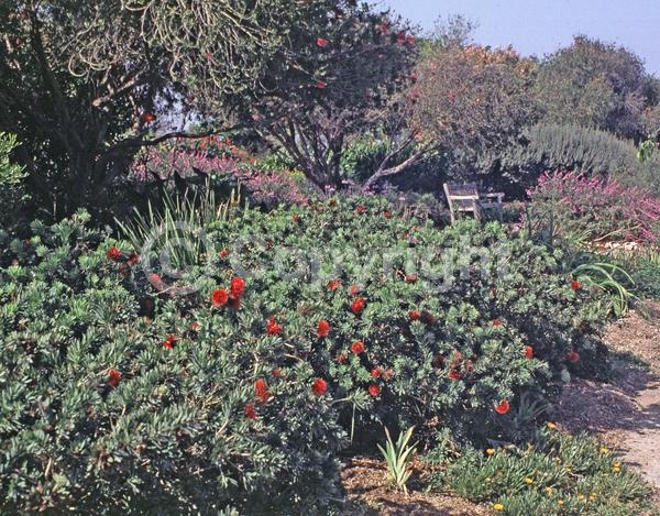 Red blooms; Evergreen