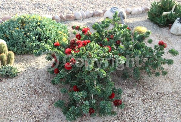 Red blooms; Evergreen