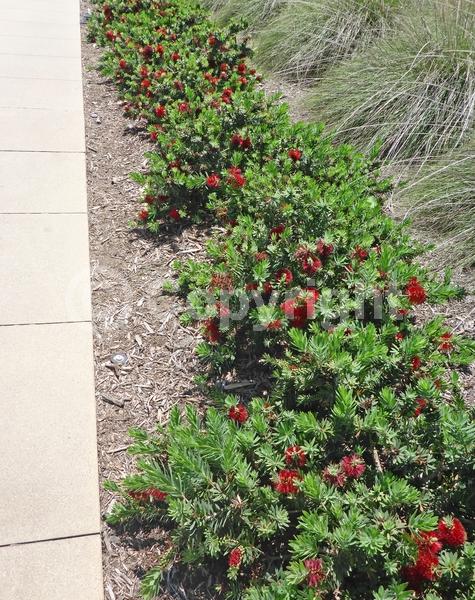 Red blooms; Evergreen