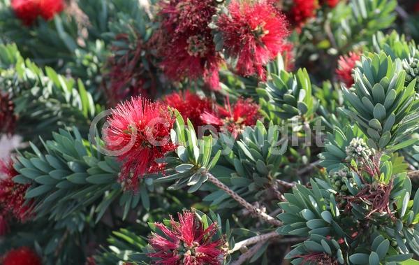 Red blooms; Evergreen
