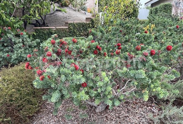 Red blooms; Evergreen