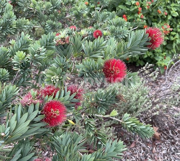 Red blooms; Evergreen
