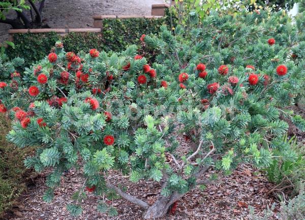 Red blooms; Evergreen