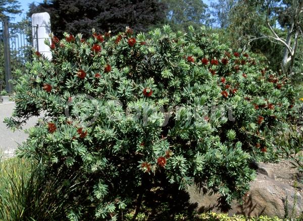 Red blooms; Evergreen