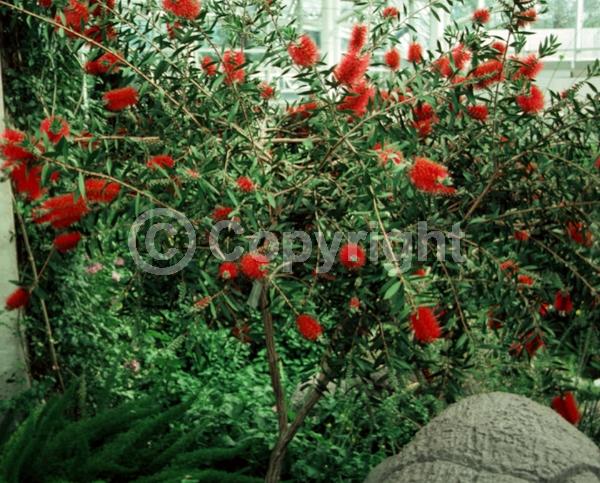 Red blooms; Evergreen