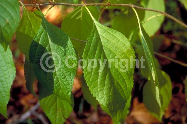 Lavender blooms; Deciduous; Broadleaf; North American Native