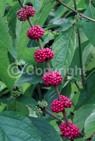 Lavender blooms; Deciduous; Broadleaf; North American Native