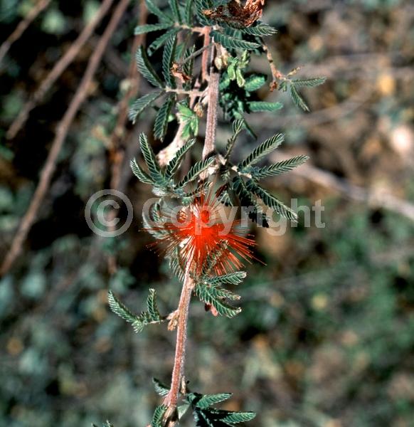 Red blooms; Evergreen; North American Native
