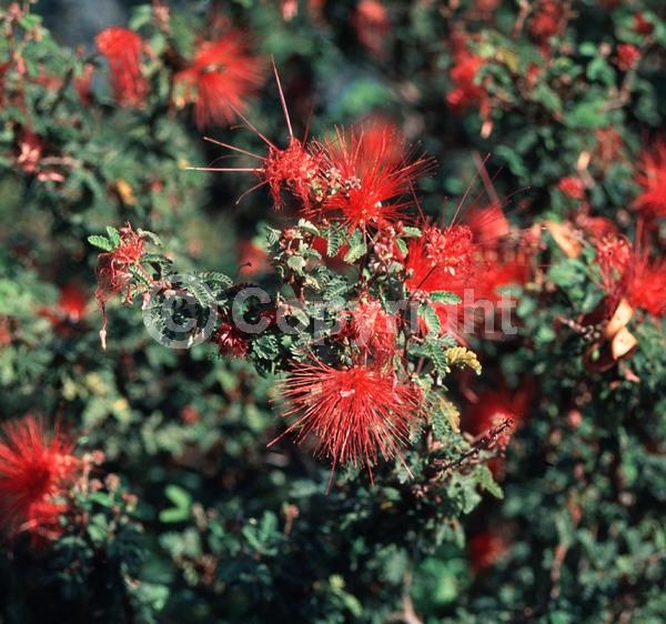 Red blooms; Evergreen; North American Native