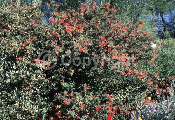 Red blooms; Evergreen; North American Native