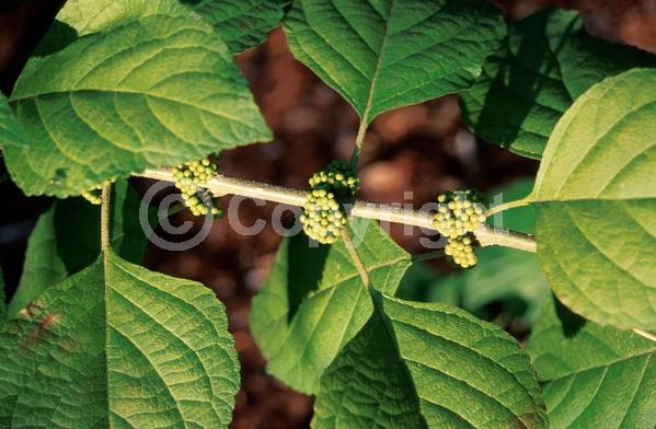Lavender blooms; Deciduous; Broadleaf; North American Native