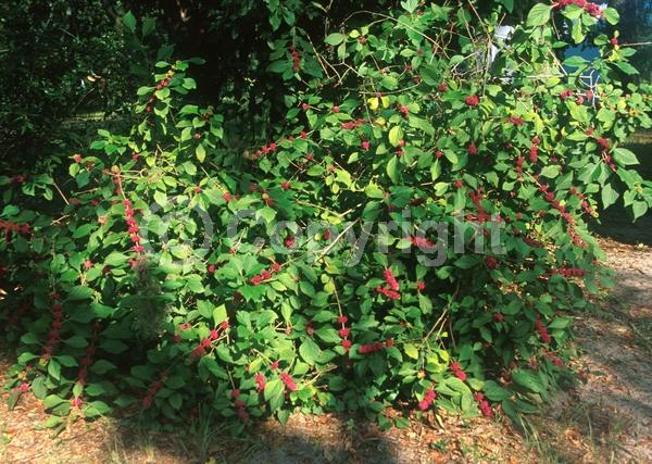 Lavender blooms; Deciduous; Broadleaf; North American Native
