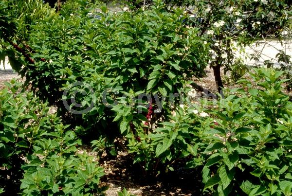 Lavender blooms; Deciduous; Broadleaf; North American Native