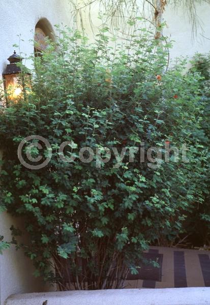 Red blooms; Evergreen; North American Native