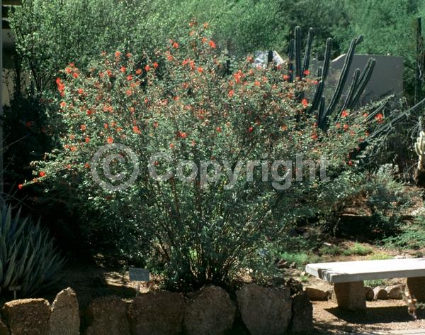 Red blooms; Evergreen; North American Native