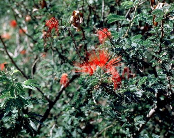 Red blooms; Evergreen; North American Native