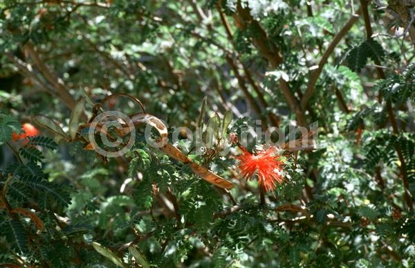 Red blooms; Evergreen; North American Native