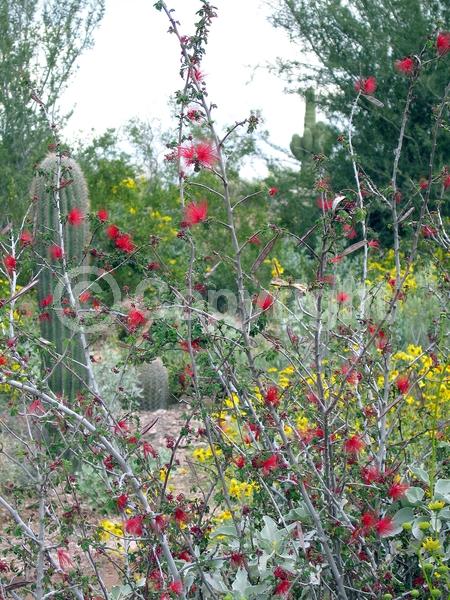 Red blooms; Evergreen; North American Native