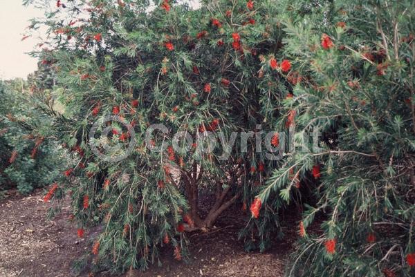 Red blooms; Orange blooms; Evergreen