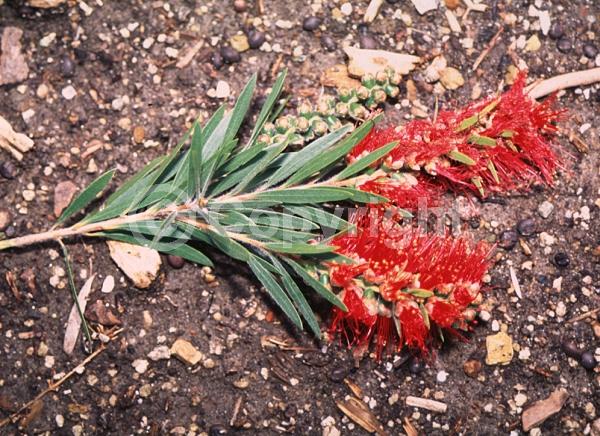 Red blooms; Orange blooms; Evergreen