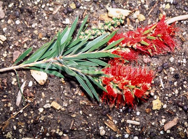 Red blooms; Orange blooms; Evergreen