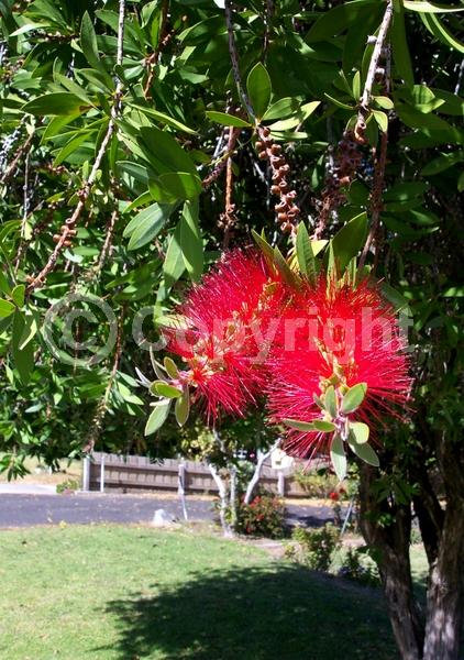 Red blooms; Evergreen