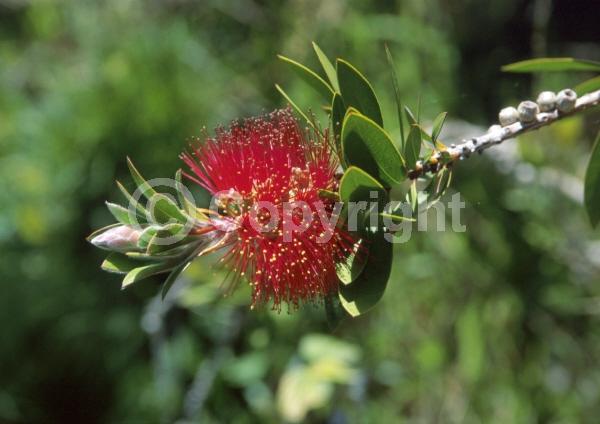 Red blooms; Evergreen